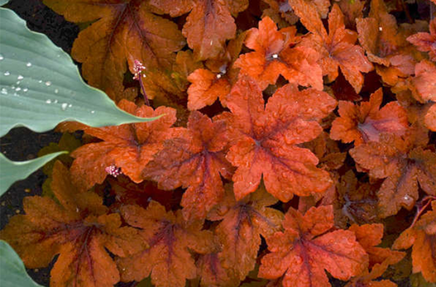 Perennials, McDonald Garden Center 